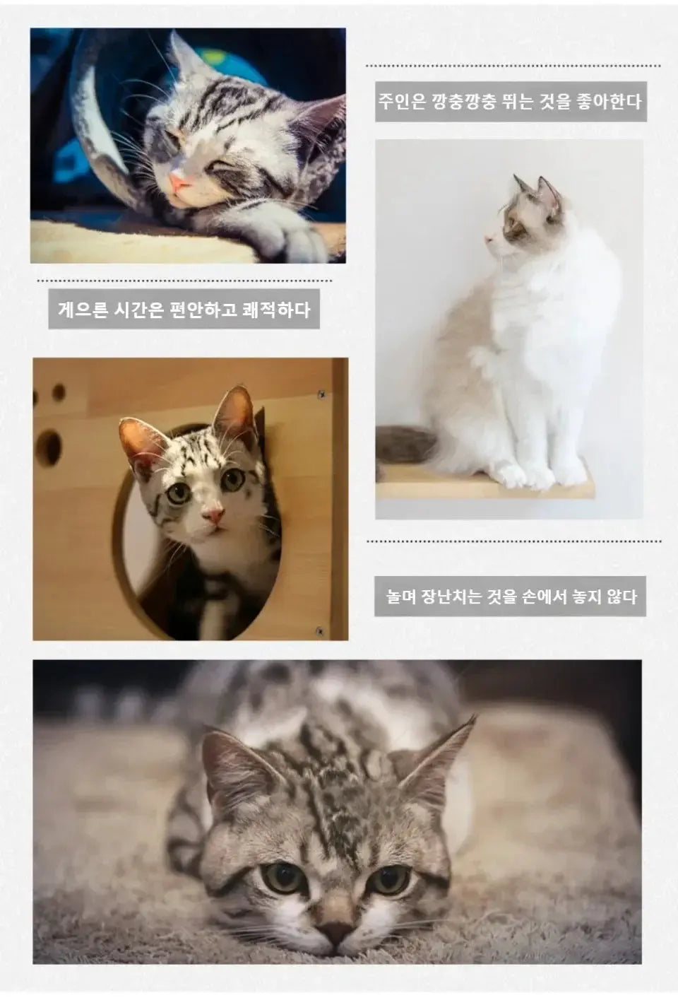 Arbre à Chat en Bois Design Ma boutique